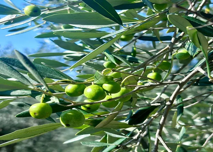 In Tuscany With Pool And Olive Grove Vicopisano
