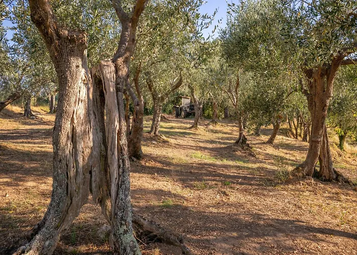 In Tuscany With Pool And Olive Grove Hébergement de vacances